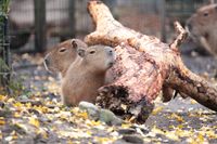 Capybara im Zoo Dortmund