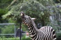 Zebra im Zoo Dortmund