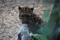Amur Leopard im Zoo Dortmund