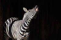 Zebra im Zoo Dortmund